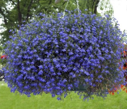 Lobelia hang-Downing fajták legjobb leírása és képek, növények és gondozás