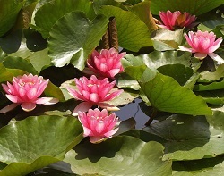 Sacred Lotus - hasznos tulajdonságokkal, alkalmazások, receptek (szent Lotus) Indiai lótusz - hasznos tulajdonságok, alkalmazások, receptek