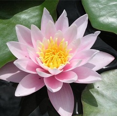 Sacred Lotus - hasznos tulajdonságokkal, alkalmazás, összetétele