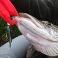 Pike halászat tavasszal egy fonás - ívási és postspawning tavaszi Zhor