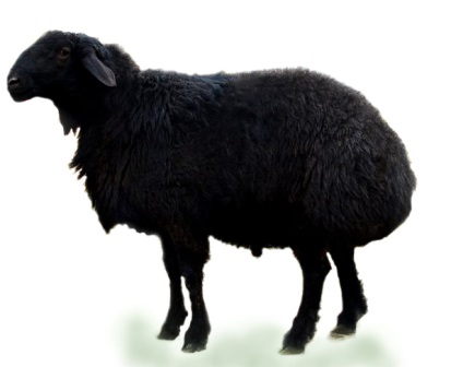 Кращі породи овець
