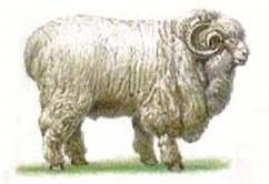 Кращі породи овець