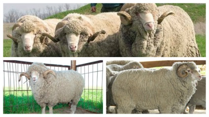 Кращі породи овець як утримувати і що потрібно знати