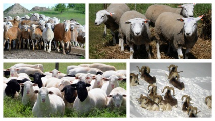 Кращі породи овець як утримувати і що потрібно знати