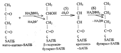 Az anyagcsere acetil-koenzim A