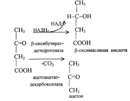 Az anyagcsere acetil-koenzim A