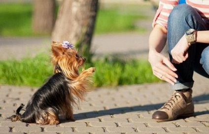 Képzési módszerek kutyák kis termetű - csapat fiatal kutya szerelmeseinek