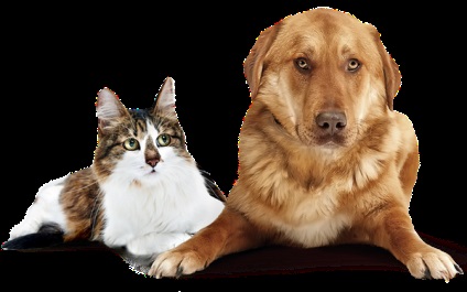 Myiasis macskák és kutyák tünetei és kezelése