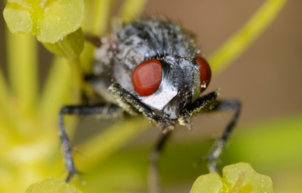 Myiasis macskák és kutyák tünetei és kezelése