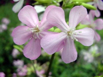 Saponaria officinalis leírás, fotók, használják a népi gyógyászatban