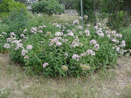 Saponaria officinalis leírás, fotók, használják a népi gyógyászatban