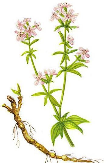 Saponaria officinalis leírás, fotók, használják a népi gyógyászatban