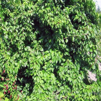 Évelő mászó növények arbors