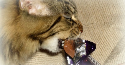 A Can I macskák csokoládé - ​​Tippek