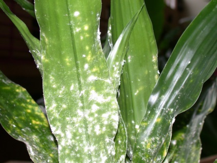 Mealybugs a szobanövények, hogyan lehet tőle megszabadulni, hogyan kell kezelni a vereséget orchideák