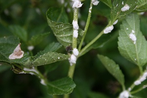 Mealybugs a szobanövények, hogyan lehet tőle megszabadulni, hogyan kell kezelni a vereséget orchideák