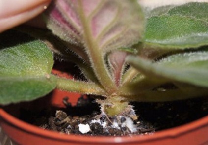 Mealybugs a szobanövények tünetek és kezelés