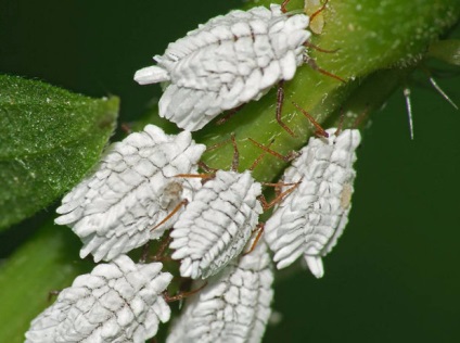 Mealybugs a szobanövények tünetek és kezelés