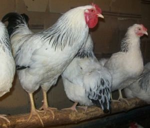 М'ясо-яєчні породи курей - кури - птахівництво - бібліотека - сімейна ферма