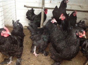 A hús és tojás fajtájú csirkék - csirkék - Baromfi - Könyvtár - családi gazdaság