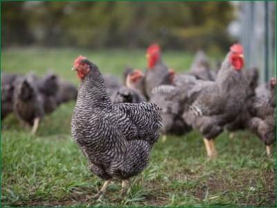 A hús és tojás fajtájú csirkék - csirkék - Baromfi - Könyvtár - családi gazdaság