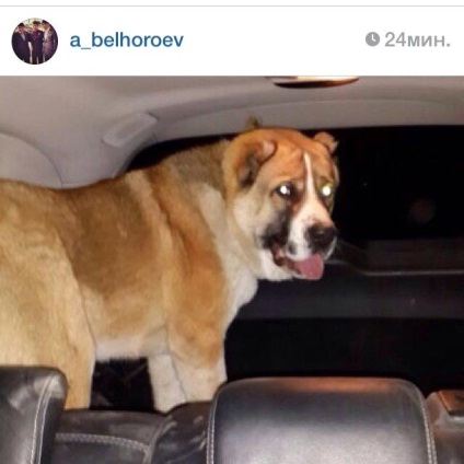 Találtam egy kutyája, Ramzan Kadyrov - blogok