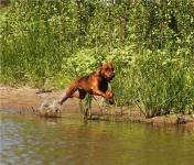 Német pinscher fotó, fajta leírás, gondozás