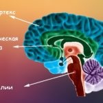 idegsejtek az agyban - szerkezete, osztályozása és utak