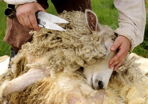Olló nyírás juhok és kosok használat olló