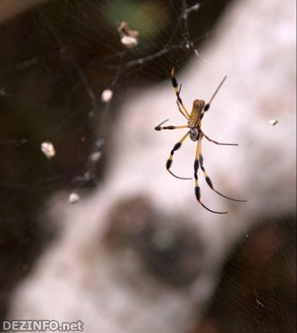 Nos, akik már itt félnek a pókoktól (16 fotó)