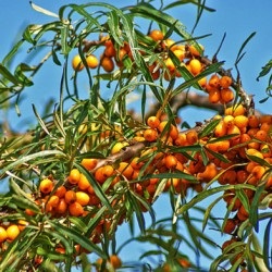 Buckthorn ültetés és gondozás a nyílt terepen, fotó fajták, termesztés és tenyésztés, betegségek és