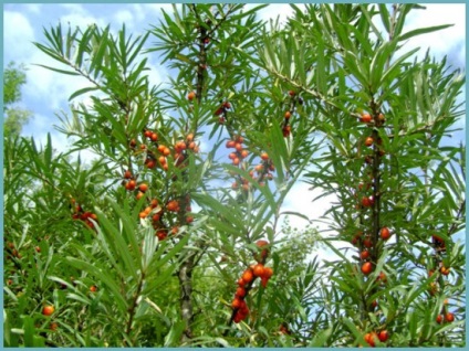 Buckthorn ültetés és gondozás a nyílt terepen, fotó fajták, termesztés és tenyésztés, betegségek és