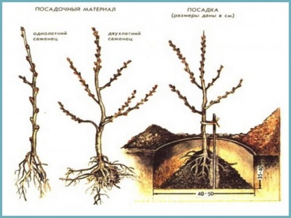 Buckthorn ültetés és gondozás a nyílt terepen, fotó fajták, termesztés és tenyésztés, betegségek és