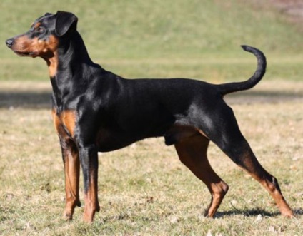 Áttekintés kutyafajta német pinscher standard ellátás és fotó képviselői