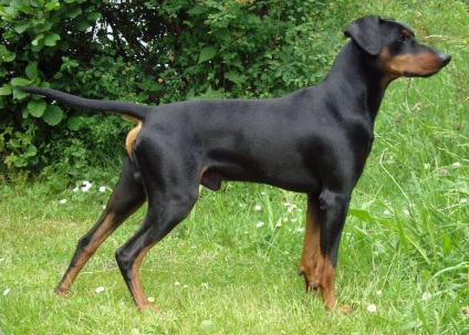 Áttekintés kutyafajta német pinscher standard ellátás és fotó képviselői