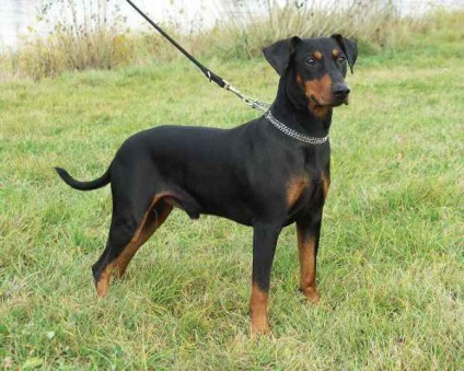 Áttekintés kutyafajta német pinscher standard ellátás és fotó képviselői