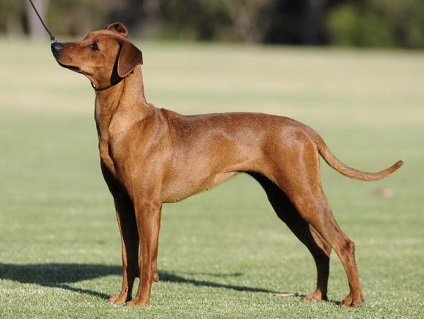 Áttekintés kutyafajta német pinscher standard ellátás és fotó képviselői