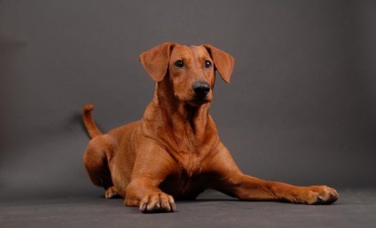 Áttekintés kutyafajta német pinscher standard ellátás és fotó képviselői