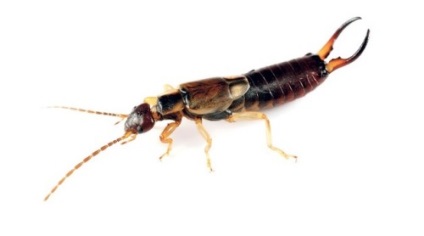 e harapás veszélyes lábaspotrohúak (earwigs) az emberre