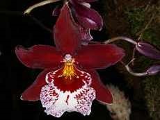 Orchideák kezdőknek nagyon igénytelen növekedni orchideák otthoni hasznos szobanövények (nagyon igénytelen növekedni orchideák otthon) Orchideák kezdőknek nagyon igénytelen növekedni orchideák otthoni hasznos szobanövények