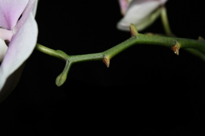 Orchid kivirult, mit kell tenni - gondoskodás a szobanövények