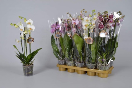 Vanda orchidea kék és fehér, otthoni gondozást, a szabályok a termesztés és a betegség virág