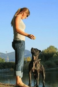 Jellemzői képzés egy pitbull, etetés zabkása hússal
