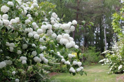 Jellemzői termesztés Viburnum buldenezh