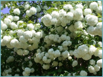 Jellemzői termesztés Viburnum buldenezh