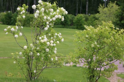 Jellemzői termesztés Viburnum buldenezh