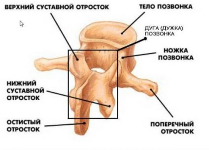 Tövisnyúlványtól a gerinc és a csigolyatörés (cervikális stb
