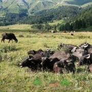 Ellés tehenek, hogyan kell kezdeni, és mit kell etetni, jelek és Terhesség Naptár