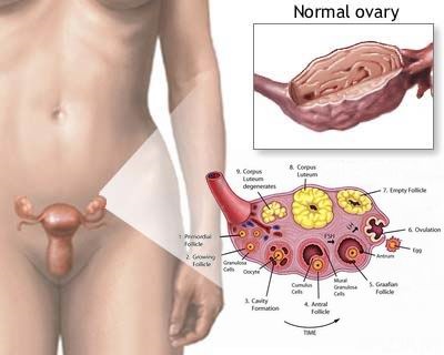 Pálya ovuláció follikulometriya
