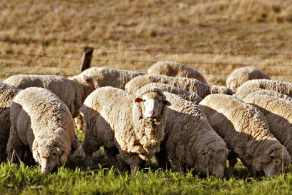 Вівця - догляд за вівцями - породи овець